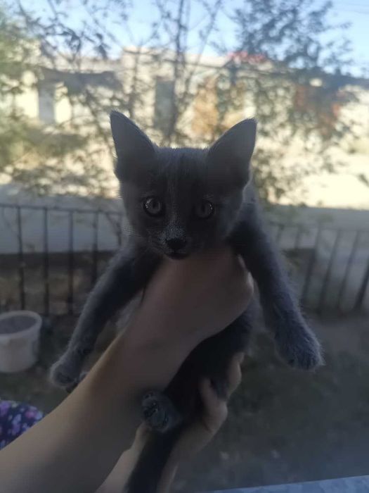 Отдам котёнка в добрые руки