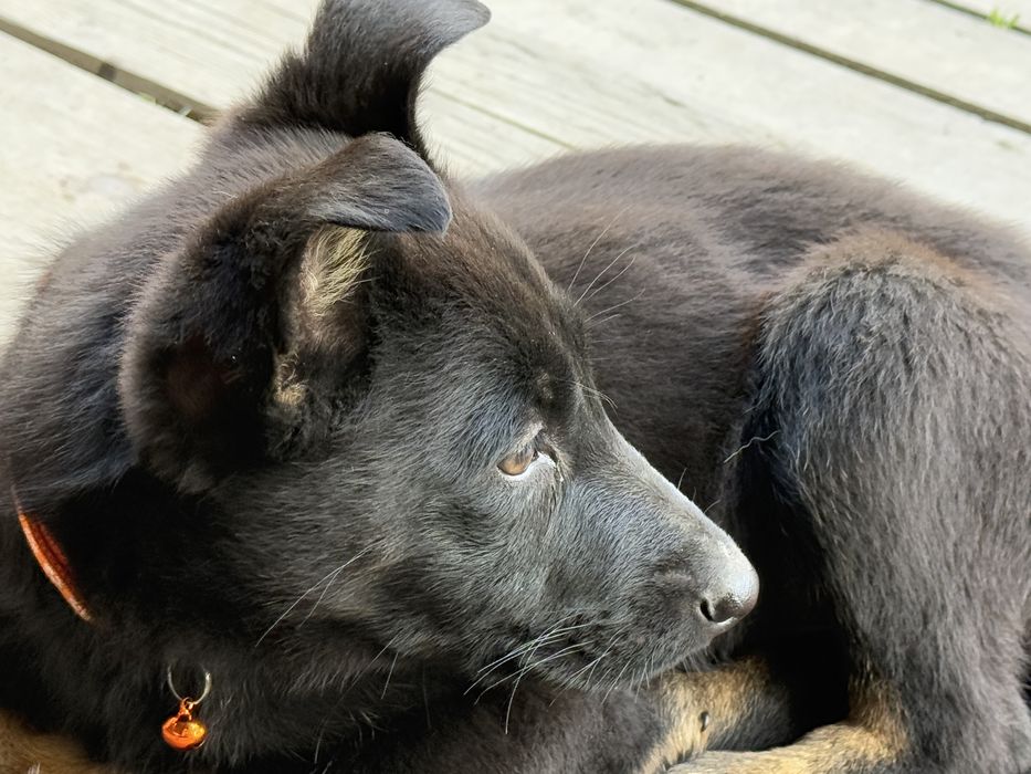 Catelus ciobanesc german cauta casuta