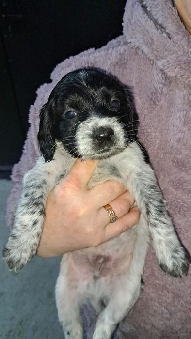 Отдам в добрые руки щенят