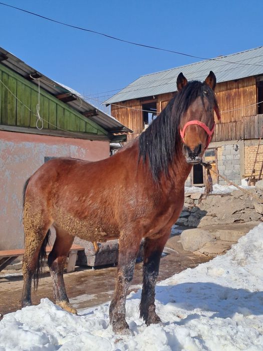 Айғыр сатылады 5 жасар