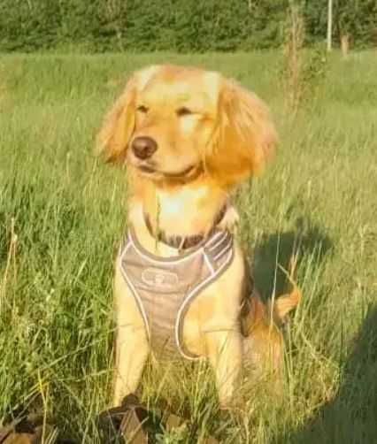 Щенки для охоты и семьи