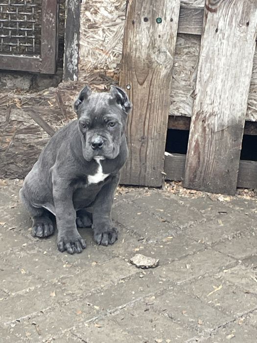 Щенки кане корсо