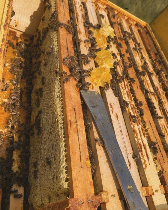Miere naturala direct de la producator
