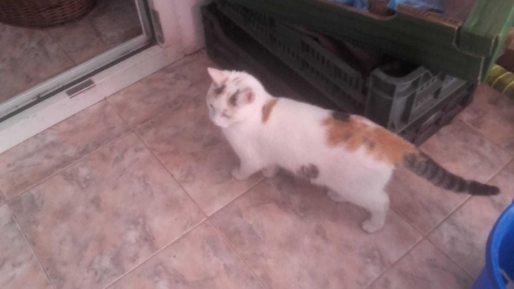 Donez Pisica - Animale de companie în Cluj - OLX.ro