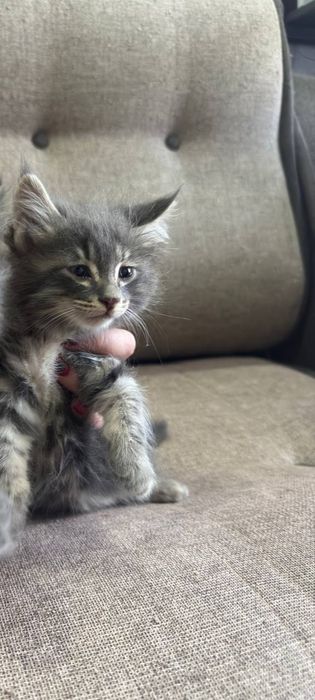 Отдам в хорошие руки котят