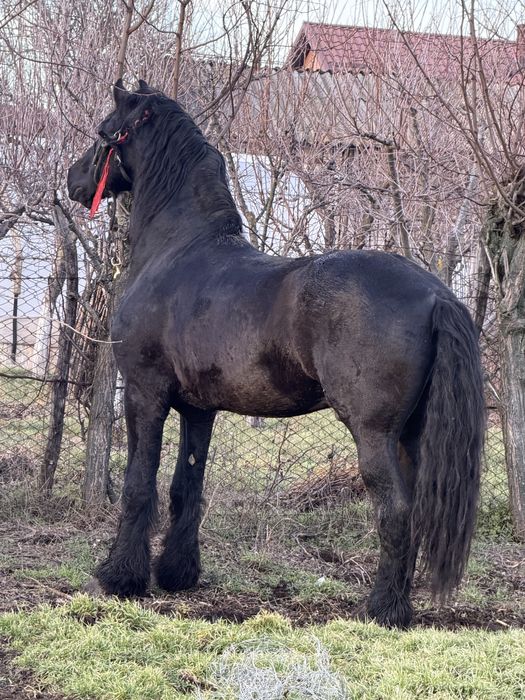 Vand / schimb armasar frizian cu acte fara probleme