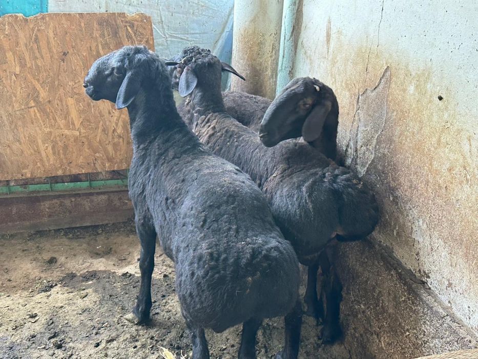 Бараны домашние продаются