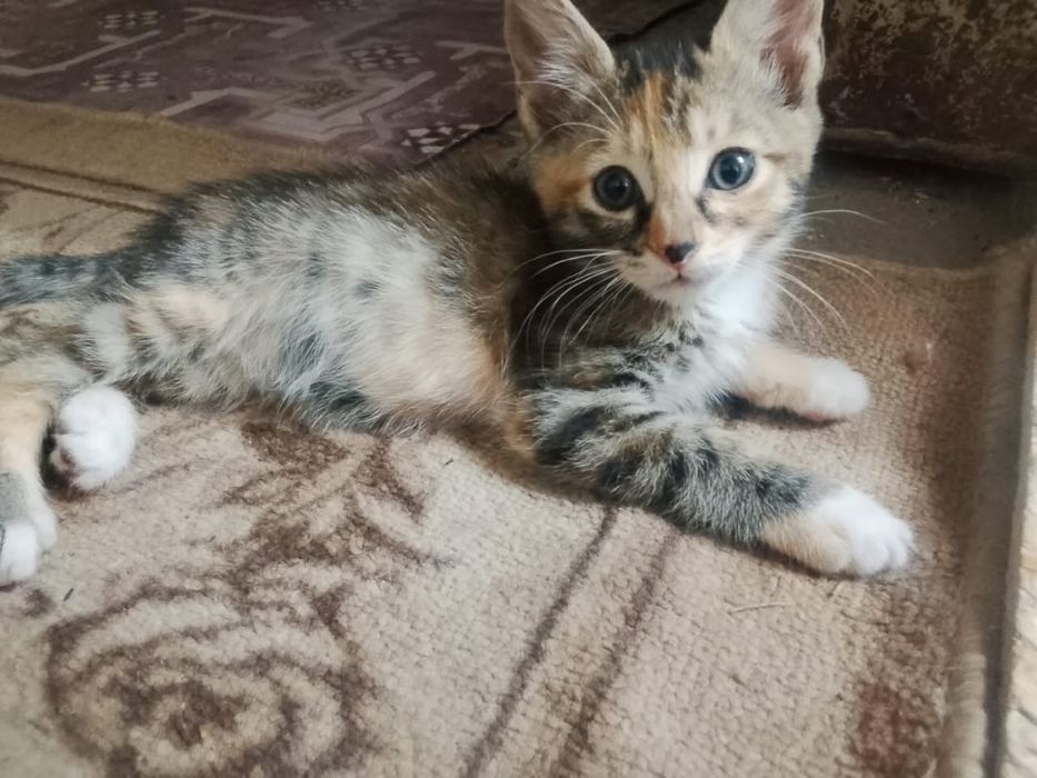Отдам котят в добрые руки
