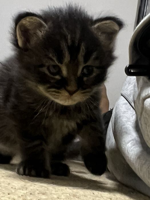 Чистокровные котята мейн кун