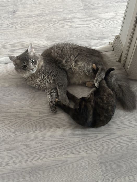 Срочно ищу дом для котика