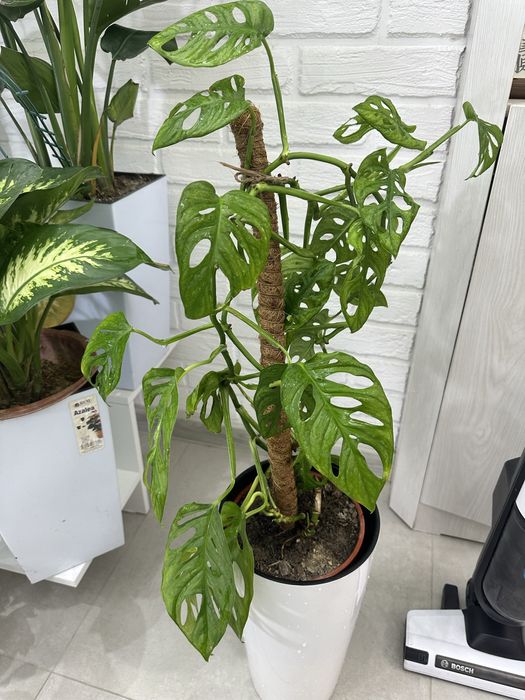 Растения для дома и офиса