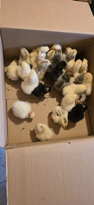 Pui gaina rasa mixta