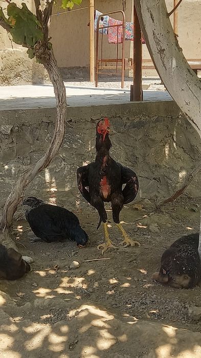 Dakang juja xuroz sotiladi
