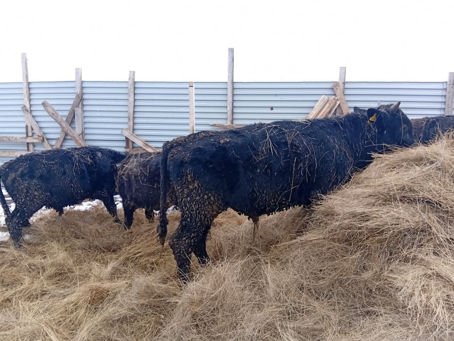 Бычки телочки  откормленые