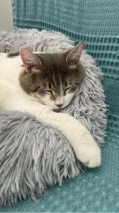 Отдам кота бесплатно