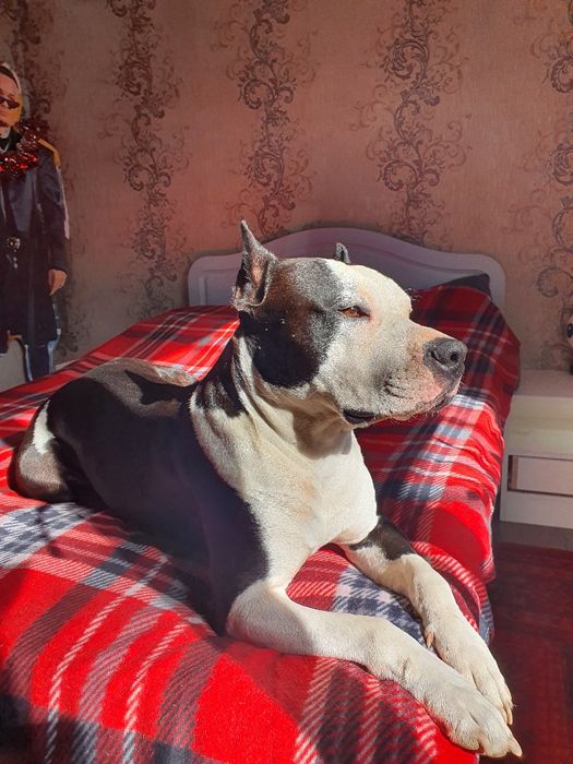 Кабель для случки