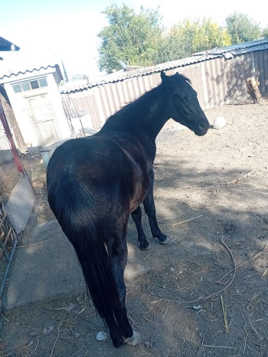 Продам лошадь девочка