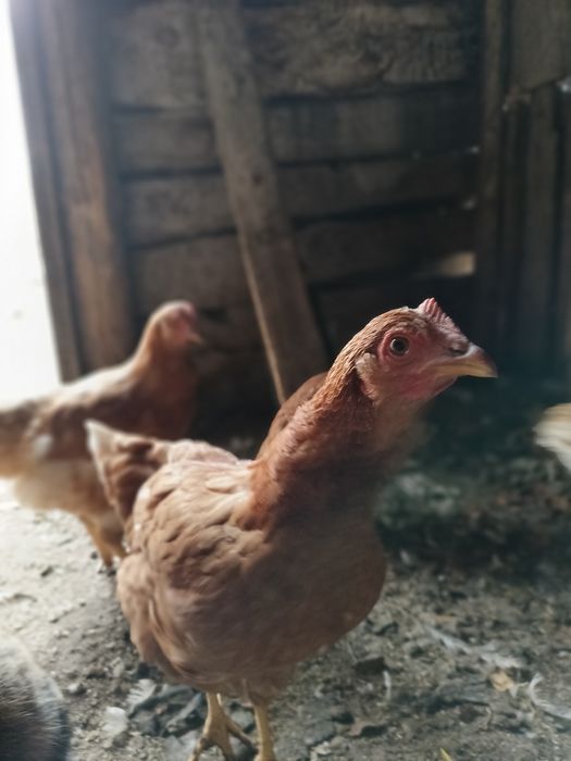 Продам молодых курочек