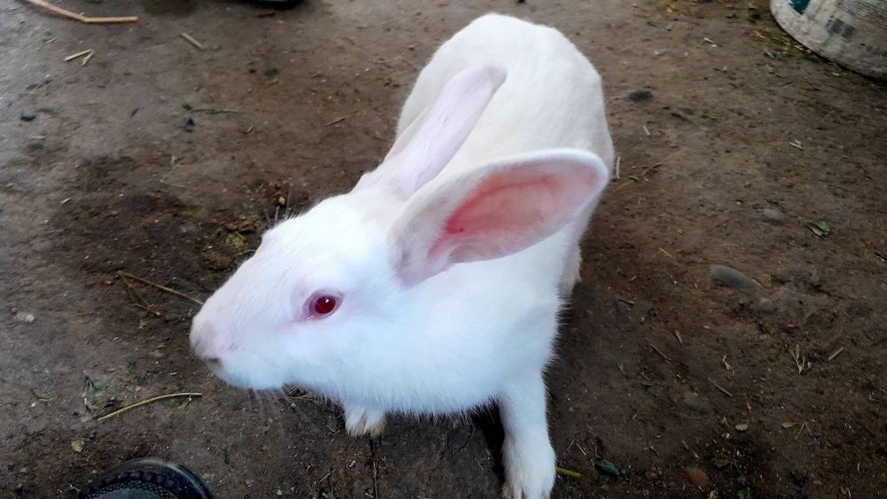 Қуйонлар бор 5-6 ойлик