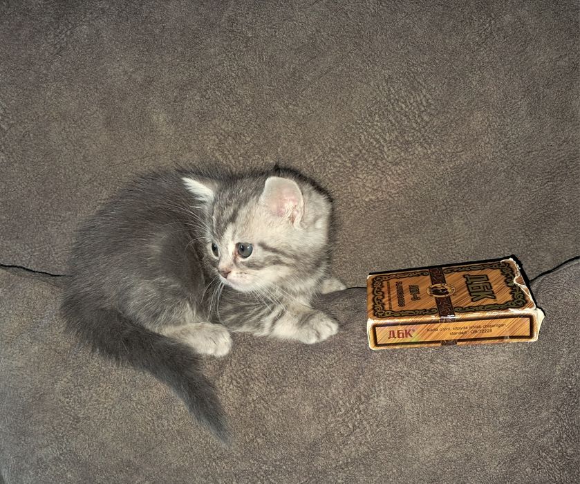 Шотландский прямоухий мальчик