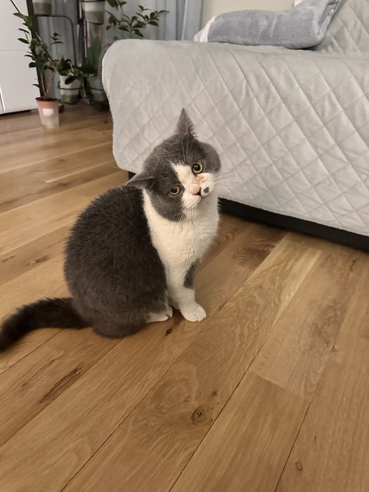 Подарявам британско коте