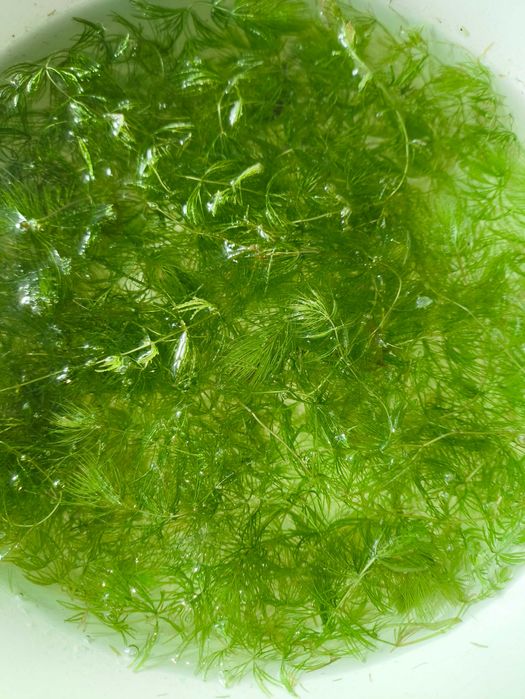 Продам водоросли для аквариума