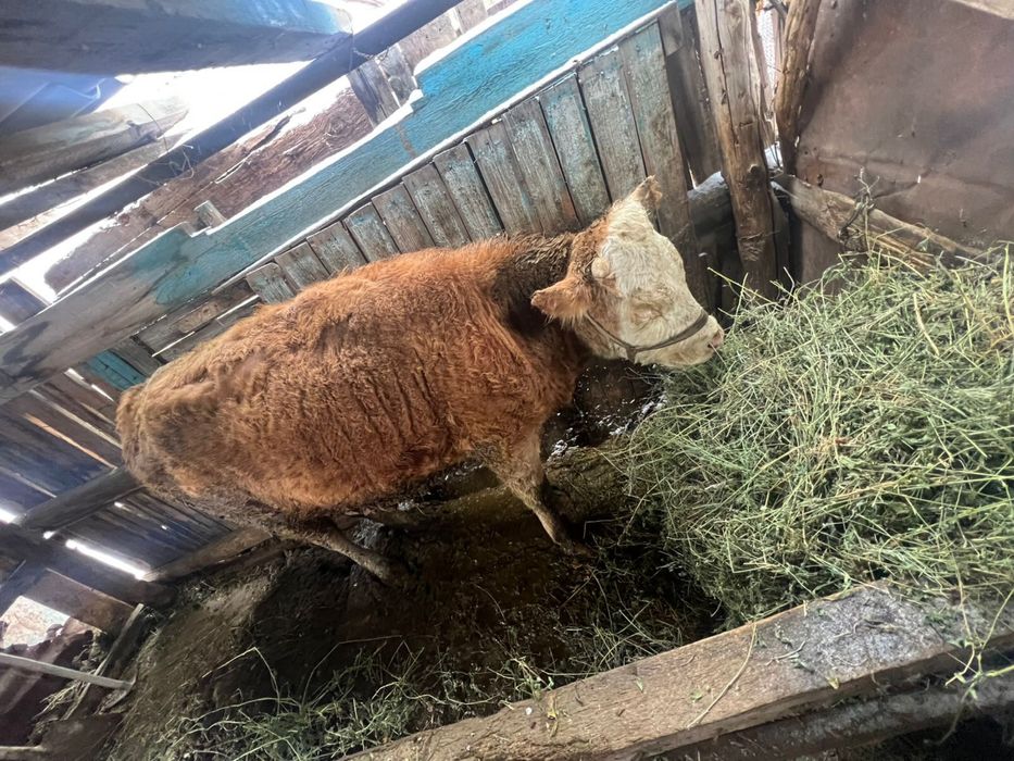 Екі жасар тана сатылады,семіз