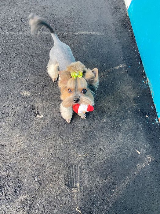 Приглашаем на вязку