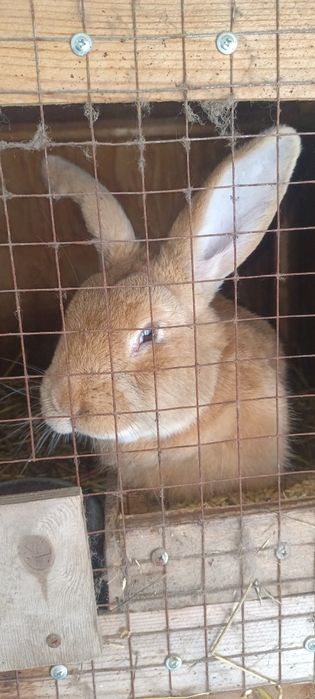 Продажа Кроликов