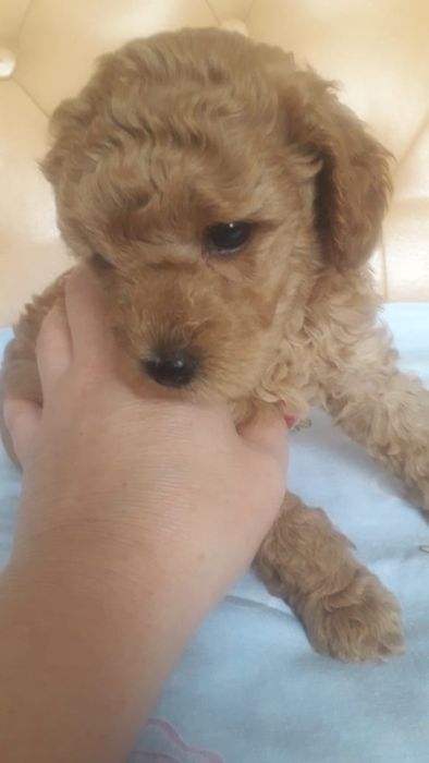 Продам Той пуделят