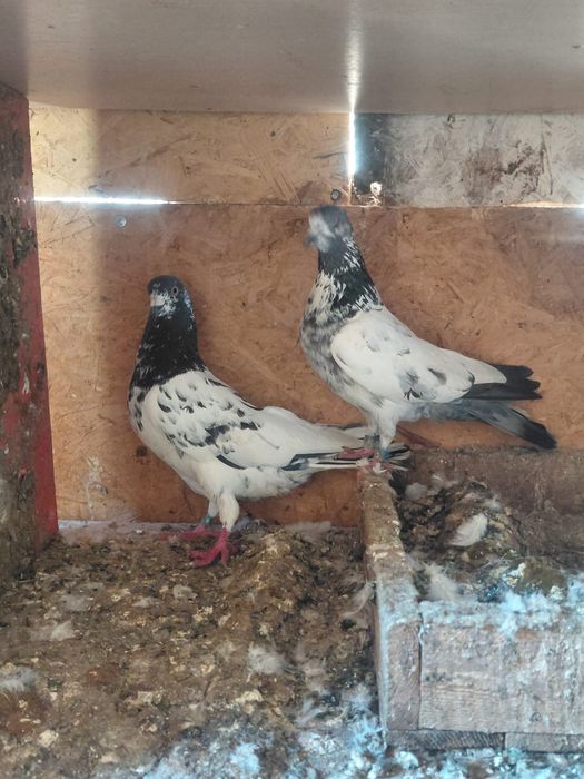 Голуби Тедди продам