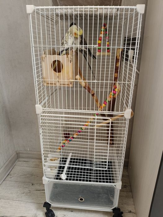 Продам попугаев Карелло. Месте с клеткой