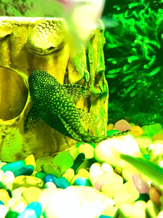 Продам анцитрусов (сомиков)