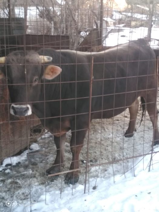 Продам быка быка