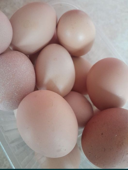 Продажа свежих домашних яиц.