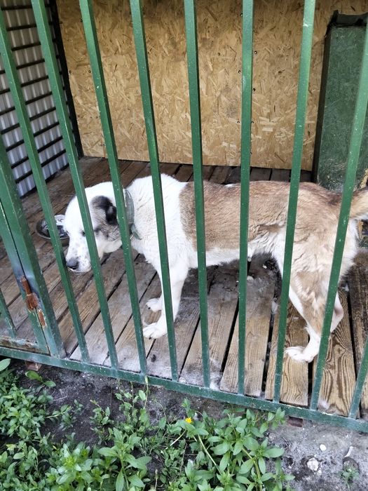 Продам девочку алабая