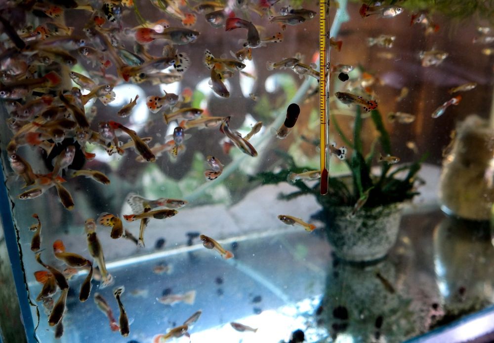 Рыбы: петушки , скалярии