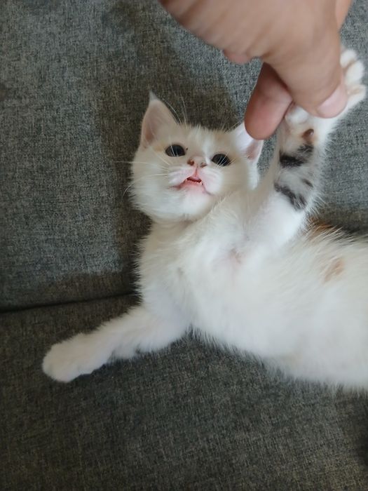 Котенок в добрые руки