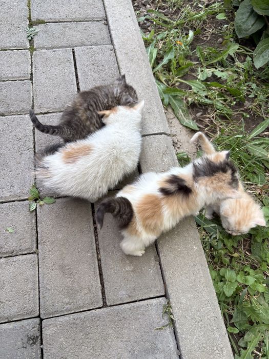 Отдам котят в хорошие руки