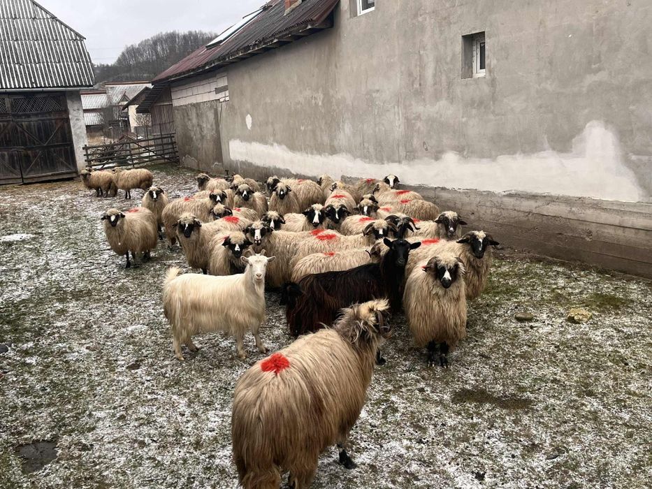 Oi breze de vânzare