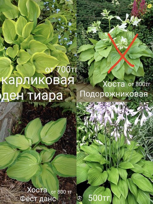 Лилейники сортовые хосты ирисы пионы