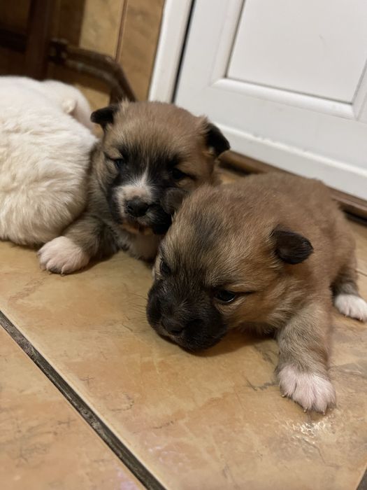 Catelusi metis bichon cu pechinez