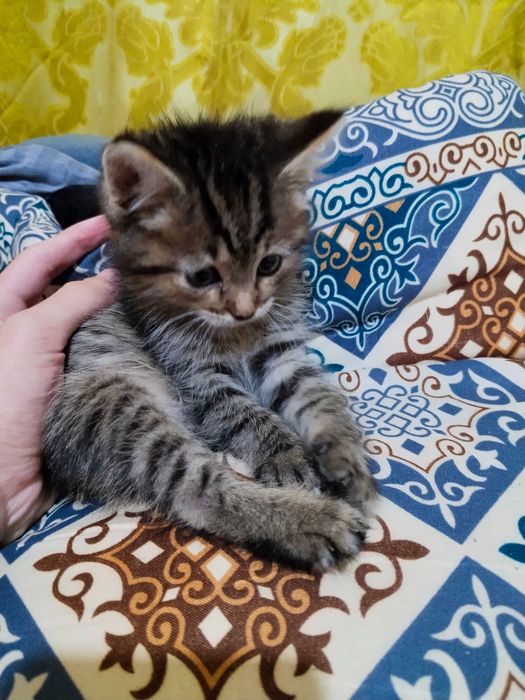 Отдам котят в хорошие руки