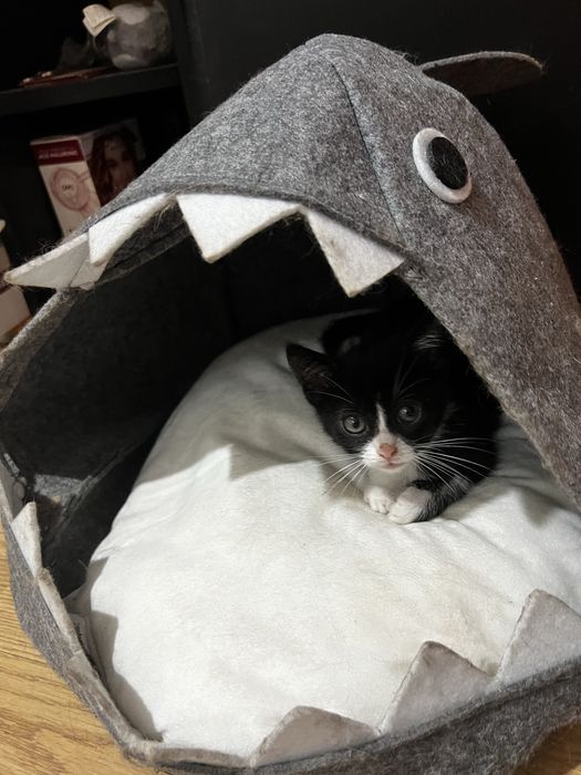 Dau spre adoptie un puisor de pisica