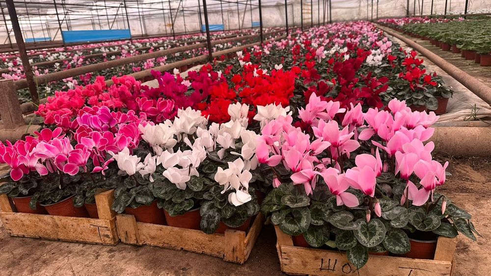 Комнатные цветы цикламен