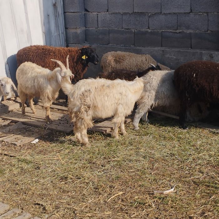 бараны козлы  овцы кой ешки