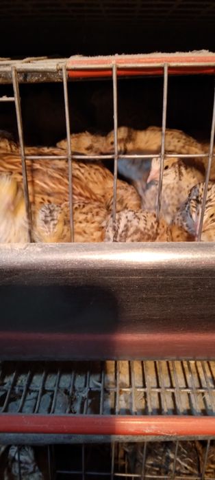 Prepelite jumbo gold Japoneza  mare