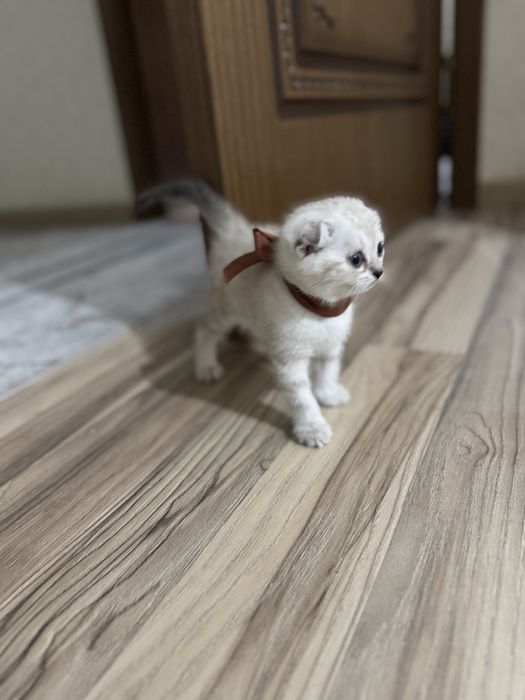 шотландская вислоухая