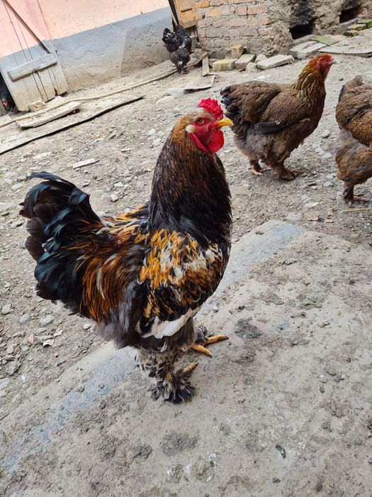 Gaini si cocosi Brahma