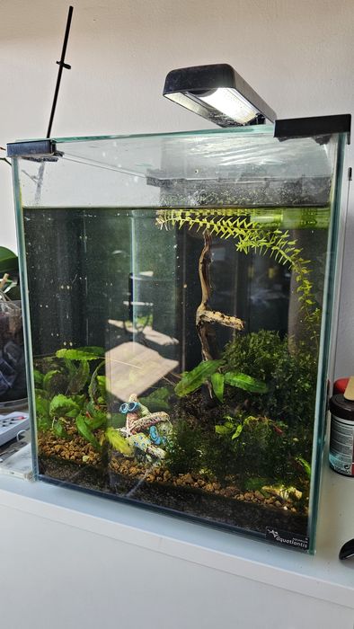 Acvariu complet nano cube ~30L (plante, decor, lumină, filtru)